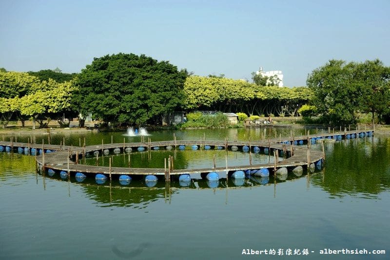 內壢釣魚池.桃園景點(金黃亮麗的黃金榕超迷人) - 第8張圖 內壢釣魚池.桃園景點(金黃亮麗的黃金榕超迷人)
