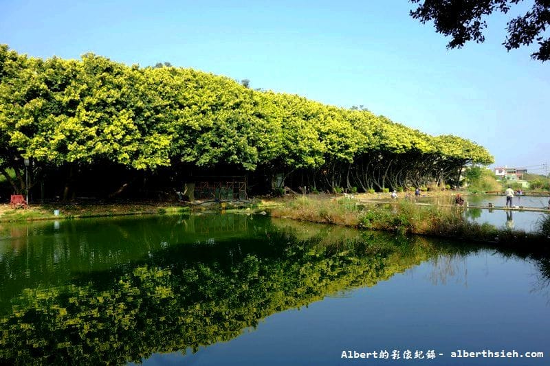 內壢釣魚池.桃園景點(金黃亮麗的黃金榕超迷人) - 第1張圖 內壢釣魚池.桃園景點(金黃亮麗的黃金榕超迷人)