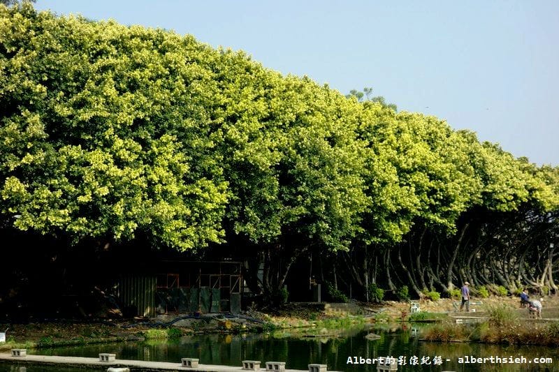 內壢釣魚池.桃園景點(金黃亮麗的黃金榕超迷人) - 第11張圖 內壢釣魚池.桃園景點(金黃亮麗的黃金榕超迷人)