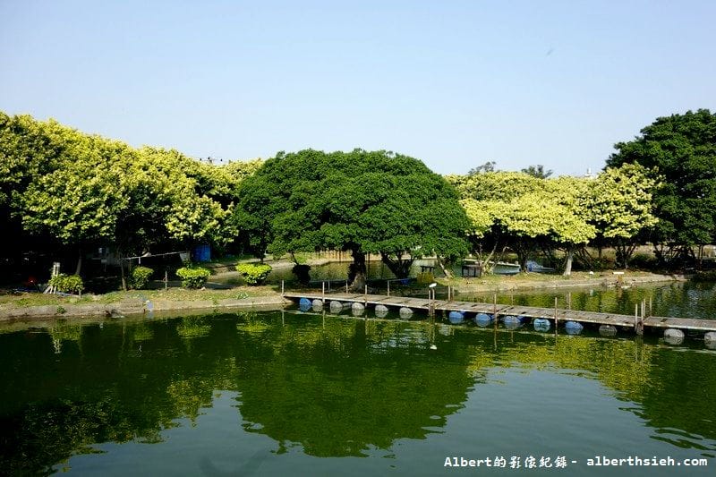 內壢釣魚池.桃園景點(金黃亮麗的黃金榕超迷人) - 第6張圖 內壢釣魚池.桃園景點(金黃亮麗的黃金榕超迷人)