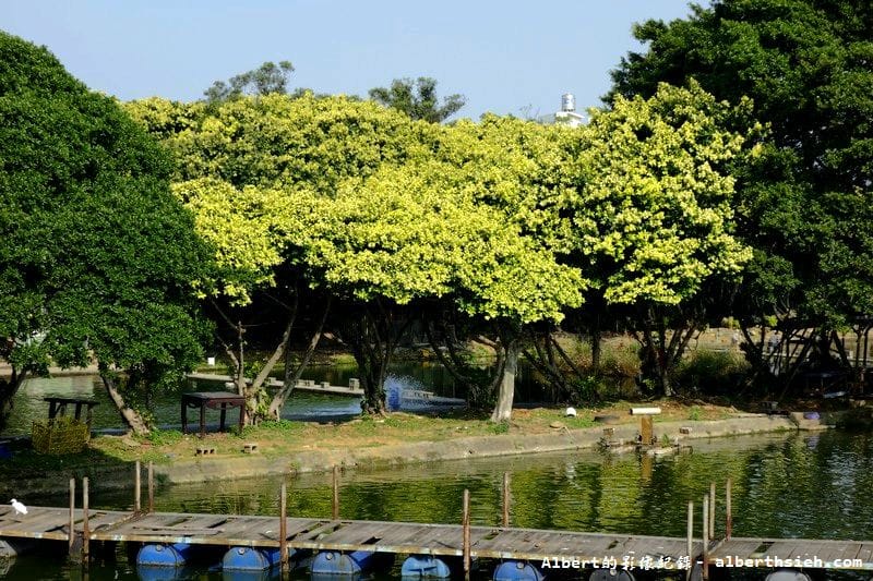 內壢釣魚池.桃園景點(金黃亮麗的黃金榕超迷人) - 第7張圖 內壢釣魚池.桃園景點(金黃亮麗的黃金榕超迷人)