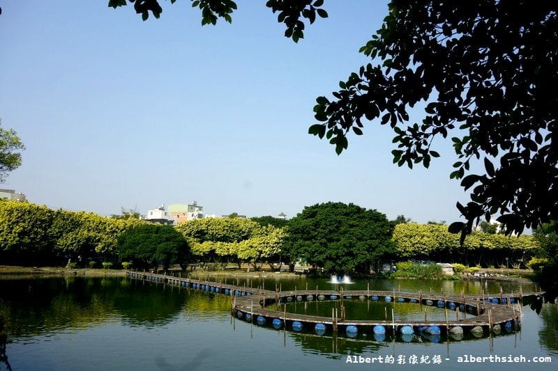 內壢釣魚池.桃園景點(金黃亮麗的黃金榕超迷人) - 第9張圖 內壢釣魚池.桃園景點(金黃亮麗的黃金榕超迷人)