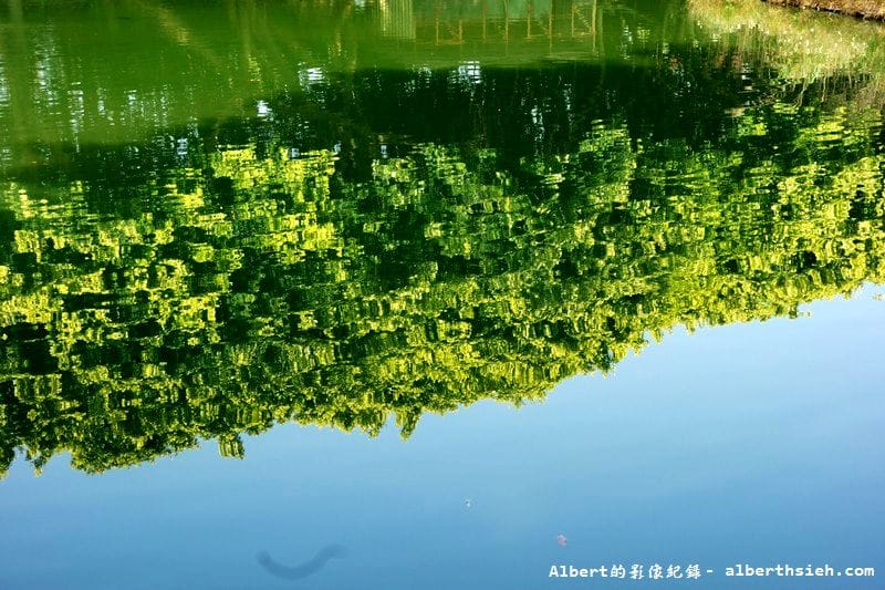 內壢釣魚池.桃園景點(金黃亮麗的黃金榕超迷人) - 第2張圖 內壢釣魚池.桃園景點(金黃亮麗的黃金榕超迷人)