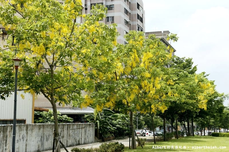 陽明公園．桃園景點（美麗浪漫的阿勃勒黃金雨）