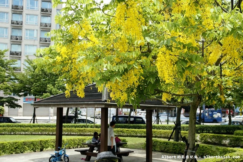 陽明公園．桃園景點（美麗浪漫的阿勃勒黃金雨）
