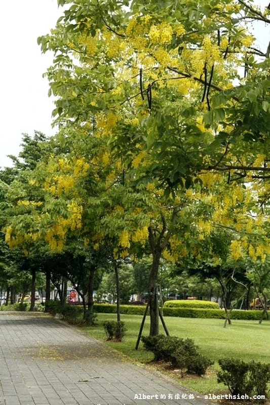 陽明公園．桃園景點（美麗浪漫的阿勃勒黃金雨）