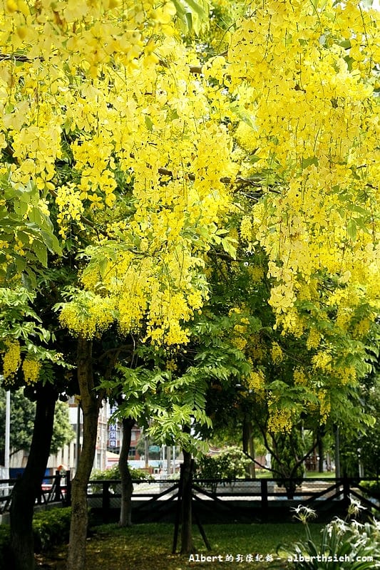 陽明公園．桃園景點（美麗浪漫的阿勃勒黃金雨）