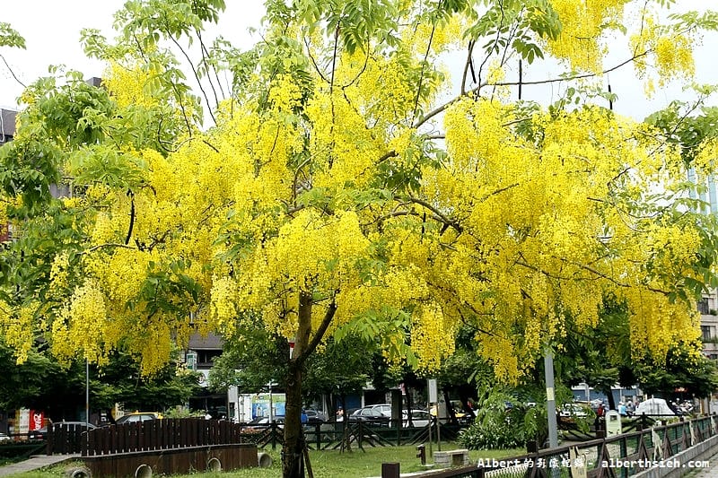 陽明公園．桃園景點（美麗浪漫的阿勃勒黃金雨）