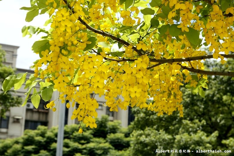 陽明公園．桃園景點（美麗浪漫的阿勃勒黃金雨）