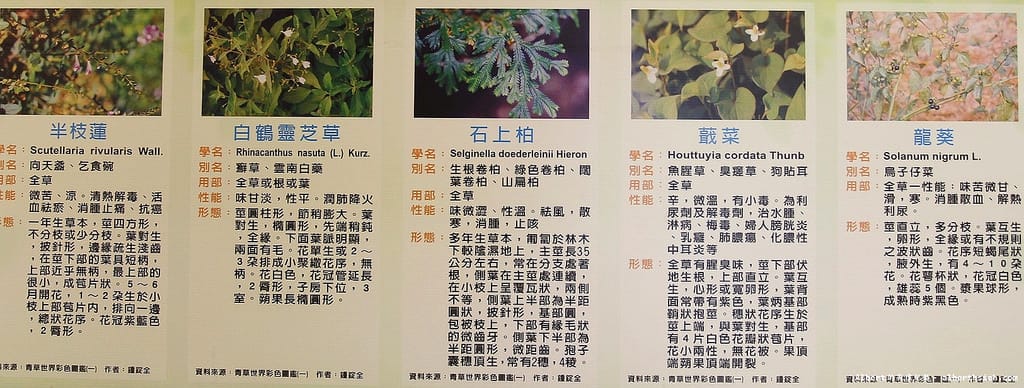 【田媽媽】宜蘭冬山．一佳村青草園（美味的養生五行餐）