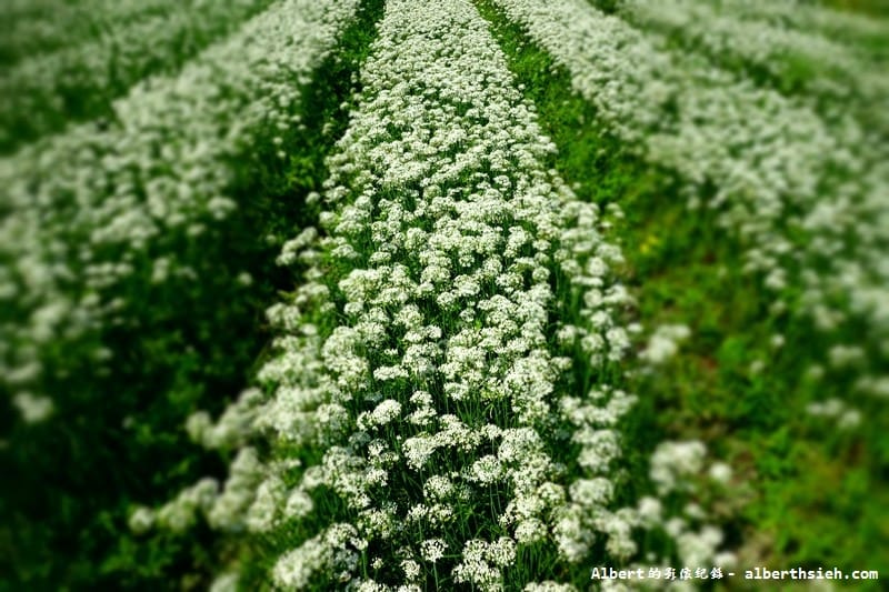 【韭菜花】桃園大溪．韭菜花季（初秋帶有香氣的美麗九月雪）