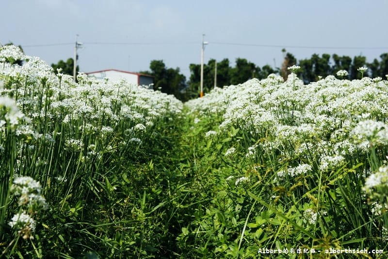 【韭菜花】桃園大溪．韭菜花季（初秋帶有香氣的美麗九月雪）