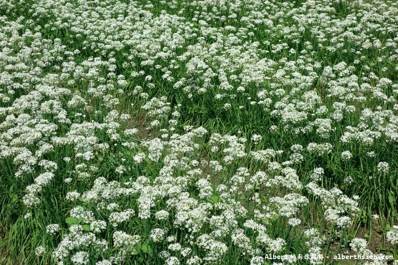 【韭菜花】桃園大溪．韭菜花季（初秋帶有香氣的美麗九月雪）