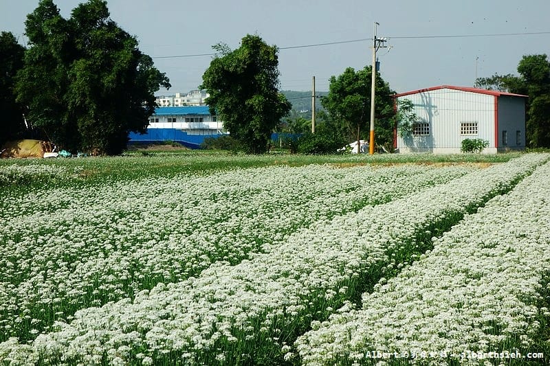 【韭菜花】桃園大溪．韭菜花季（初秋帶有香氣的美麗九月雪）