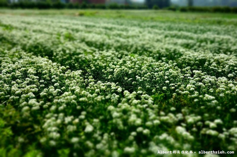 【韭菜花】桃園大溪．韭菜花季（初秋帶有香氣的美麗九月雪）