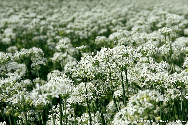 【韭菜花】桃園大溪．韭菜花季（初秋帶有香氣的美麗九月雪）