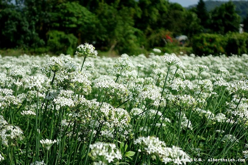 【韭菜花】桃園大溪．韭菜花季（初秋帶有香氣的美麗九月雪）