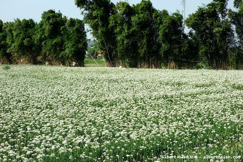 【韭菜花】桃園大溪．韭菜花季（初秋帶有香氣的美麗九月雪）