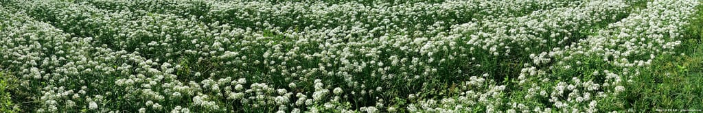 【韭菜花】桃園大溪．韭菜花季（初秋帶有香氣的美麗九月雪）