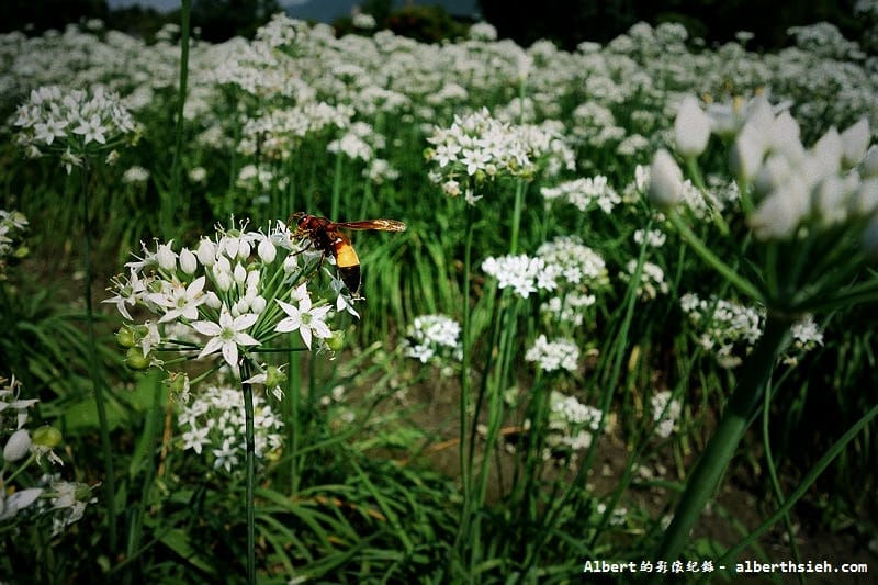【韭菜花】桃園大溪．韭菜花季（初秋帶有香氣的美麗九月雪）