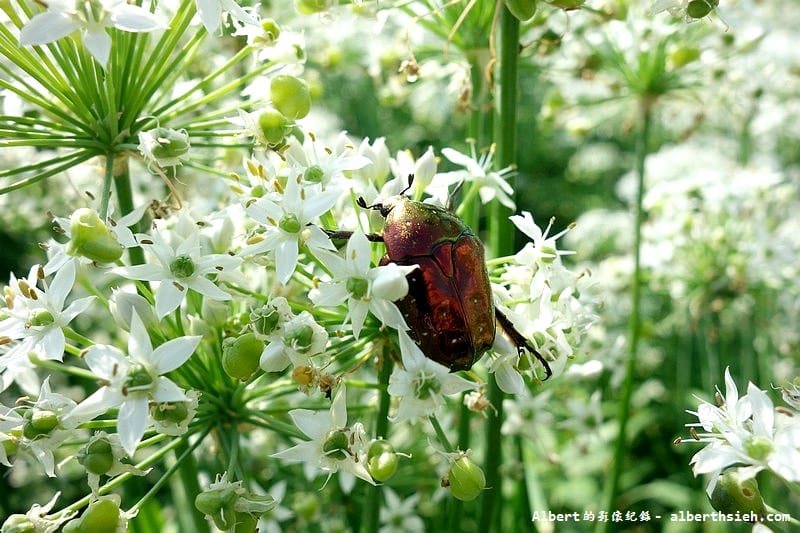 【韭菜花】桃園大溪．韭菜花季（初秋帶有香氣的美麗九月雪）