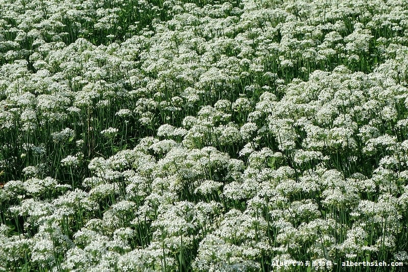 【韭菜花】桃園大溪．韭菜花季（初秋帶有香氣的美麗九月雪）