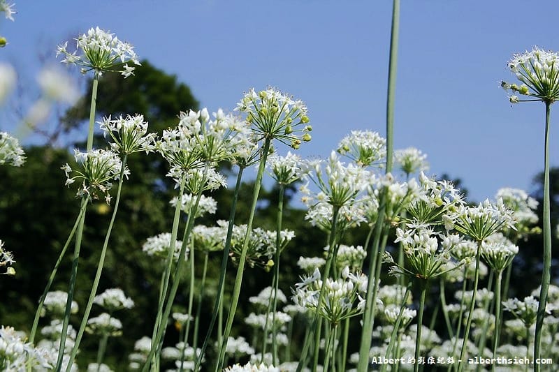 【韭菜花】桃園大溪．韭菜花季（初秋帶有香氣的美麗九月雪）