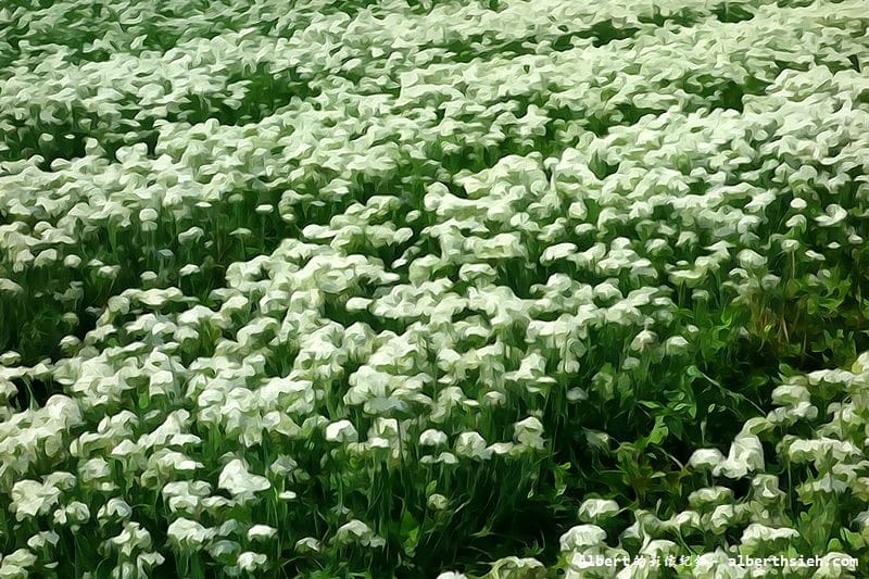 【韭菜花】桃園大溪．韭菜花季（初秋帶有香氣的美麗九月雪）