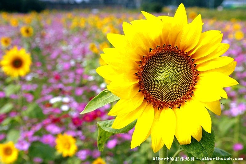 【無料花賞】桃園大溪．台七線美麗花海（遇見生活中的小確幸）