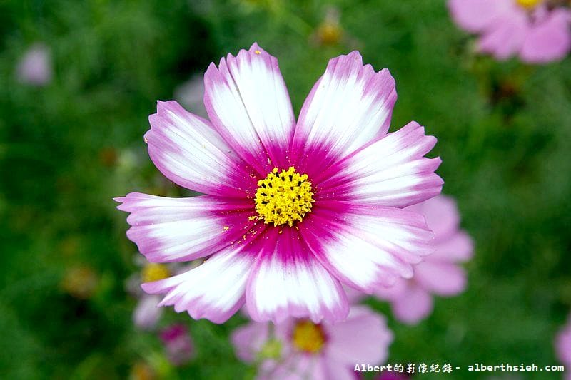 【無料花賞】桃園大溪．台七線美麗花海（遇見生活中的小確幸）