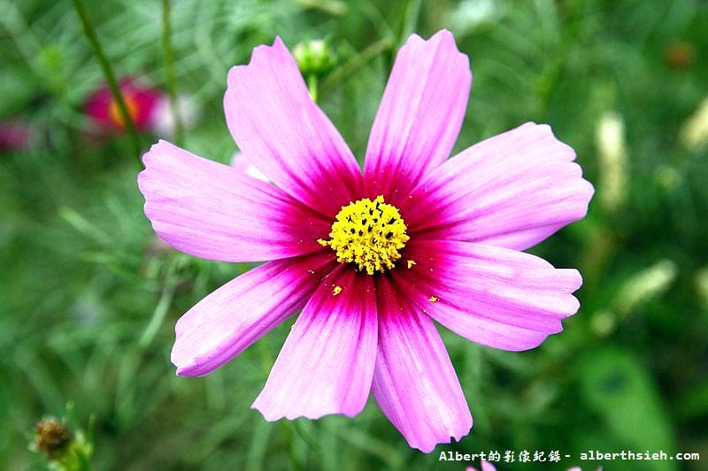【無料花賞】桃園大溪．台七線美麗花海（遇見生活中的小確幸）
