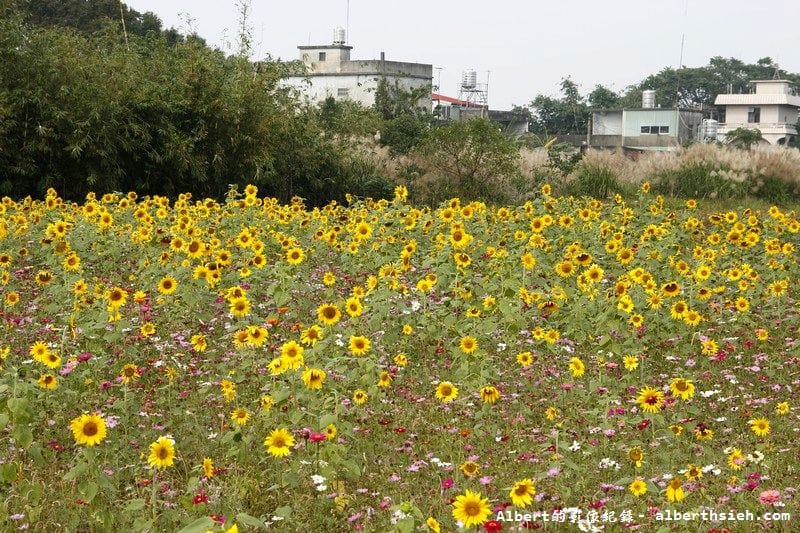 【無料花賞】桃園大溪．台七線美麗花海（遇見生活中的小確幸）