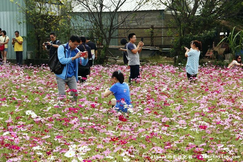 【無料花賞】桃園大溪．台七線美麗花海（遇見生活中的小確幸）