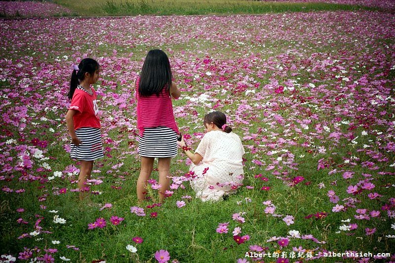 【無料花賞】桃園大溪．台七線美麗花海（遇見生活中的小確幸）