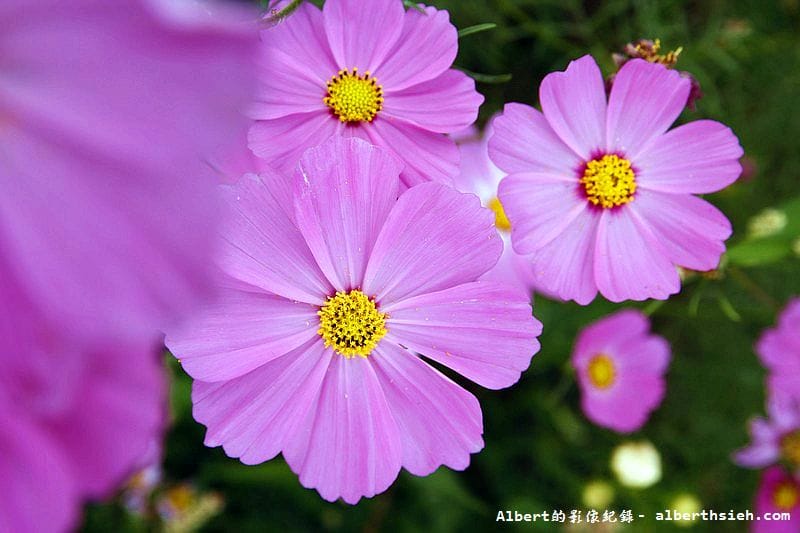 【無料花賞】桃園大溪．台七線美麗花海（遇見生活中的小確幸）