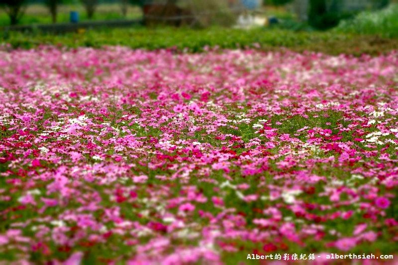 【無料花賞】桃園大溪．台七線美麗花海（遇見生活中的小確幸）