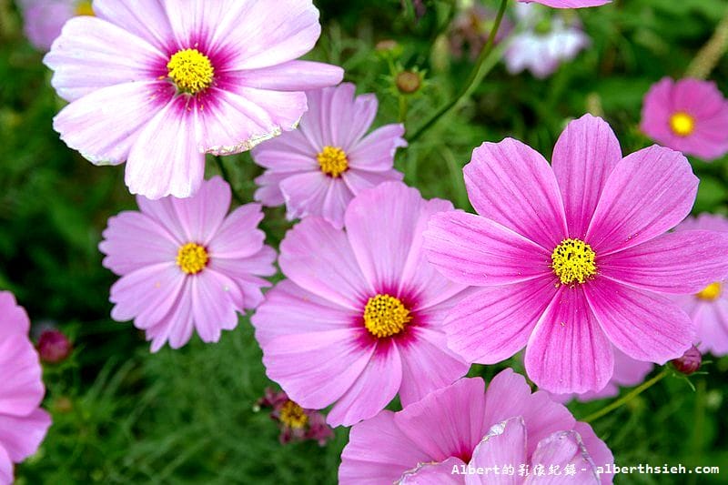 【無料花賞】桃園大溪．台七線美麗花海（遇見生活中的小確幸）