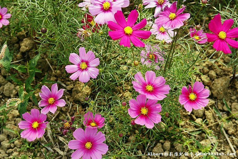 【無料花賞】桃園大溪．台七線美麗花海（遇見生活中的小確幸）