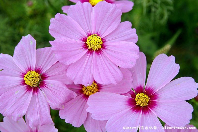 【無料花賞】桃園大溪．台七線美麗花海（遇見生活中的小確幸）