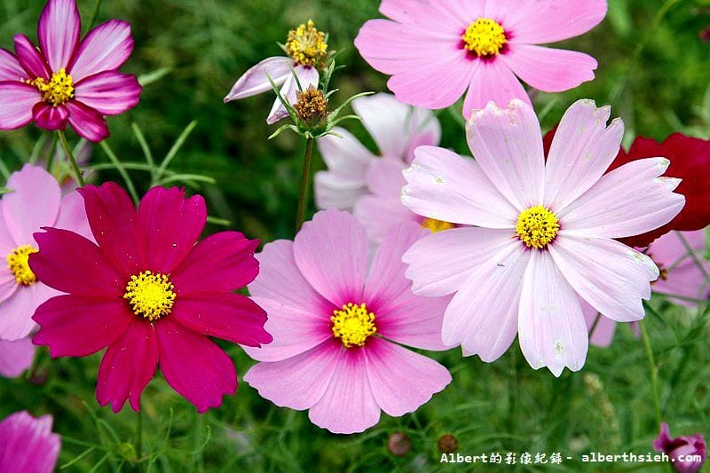 【無料花賞】桃園大溪．台七線美麗花海（遇見生活中的小確幸）