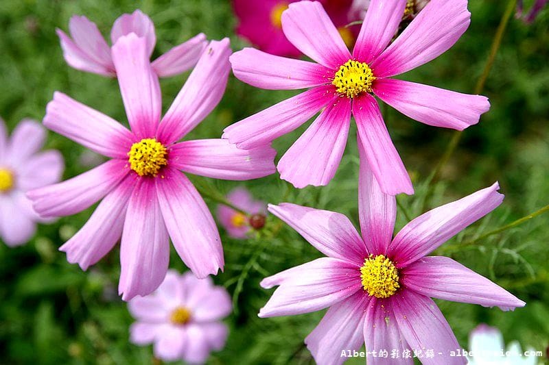 【無料花賞】桃園大溪．台七線美麗花海（遇見生活中的小確幸）