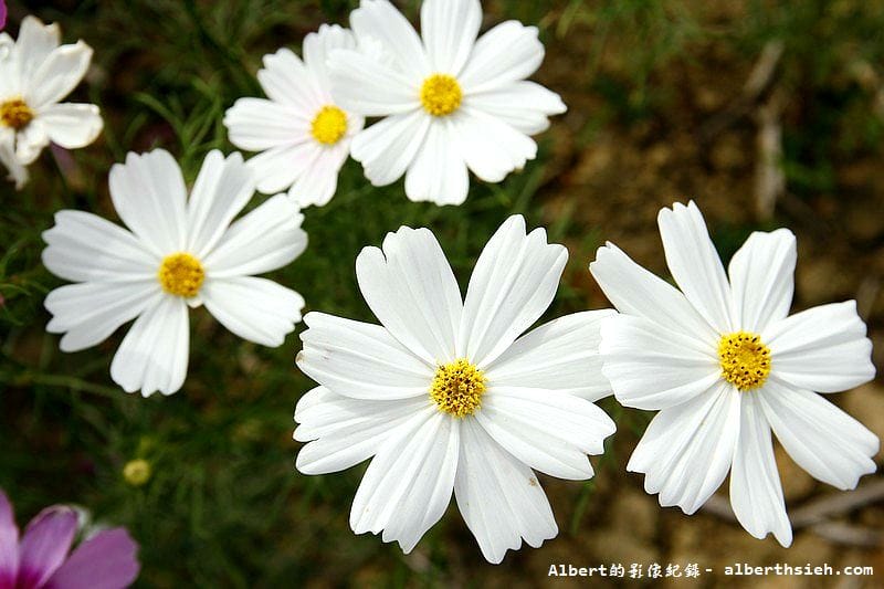 【無料花賞】桃園大溪．台七線美麗花海（遇見生活中的小確幸）