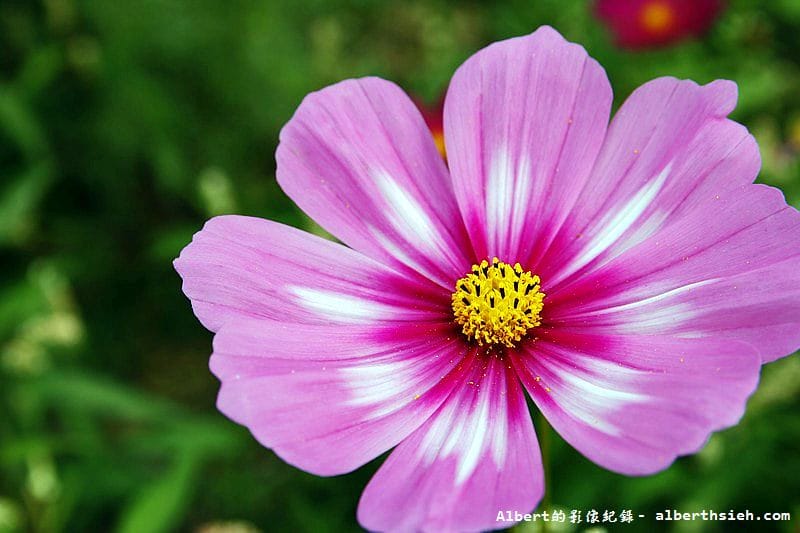 【無料花賞】桃園大溪．台七線美麗花海（遇見生活中的小確幸）
