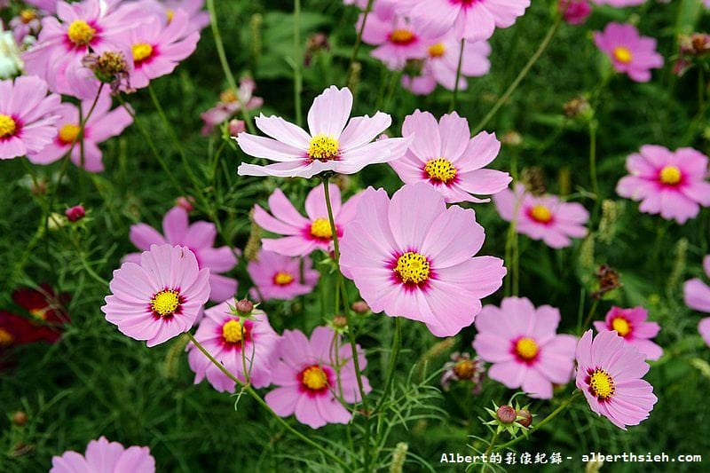 【無料花賞】桃園大溪．台七線美麗花海（遇見生活中的小確幸）