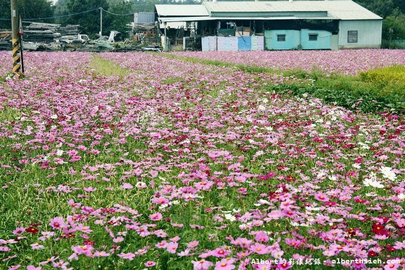 【無料花賞】桃園大溪．台七線美麗花海（遇見生活中的小確幸）