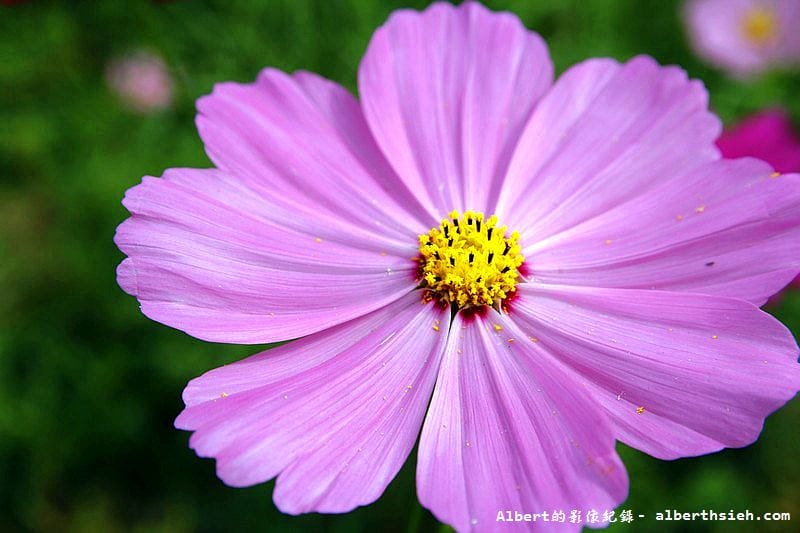 【無料花賞】桃園大溪．台七線美麗花海（遇見生活中的小確幸）