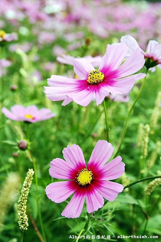 【無料花賞】桃園大溪．台七線美麗花海（遇見生活中的小確幸）