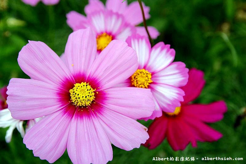 【無料花賞】桃園大溪．台七線美麗花海（遇見生活中的小確幸）