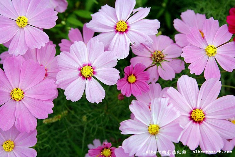 【無料花賞】桃園大溪．台七線美麗花海（遇見生活中的小確幸）