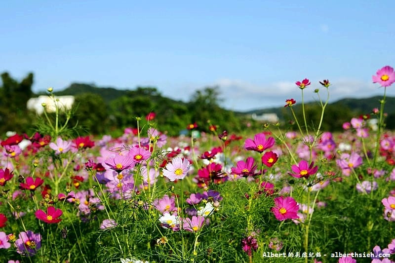 【無料花賞】桃園蘆竹．幸福花海季（被花包圍的感覺真幸福）